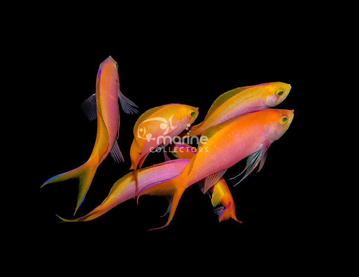 Bartletts Anthias