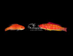 Two Spot Wrasse (MALE)