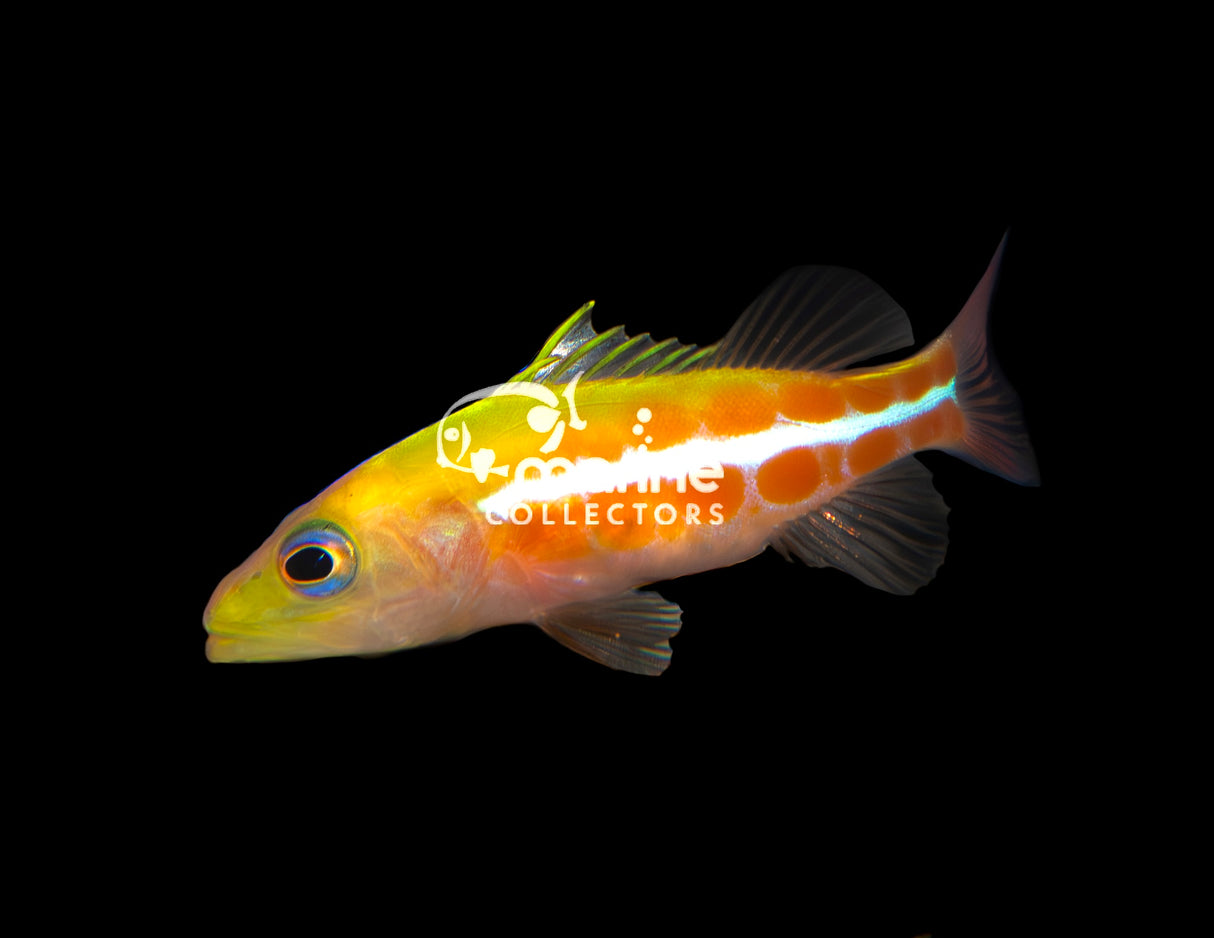 Dr. Seuss Soapfish [JUVENILE]