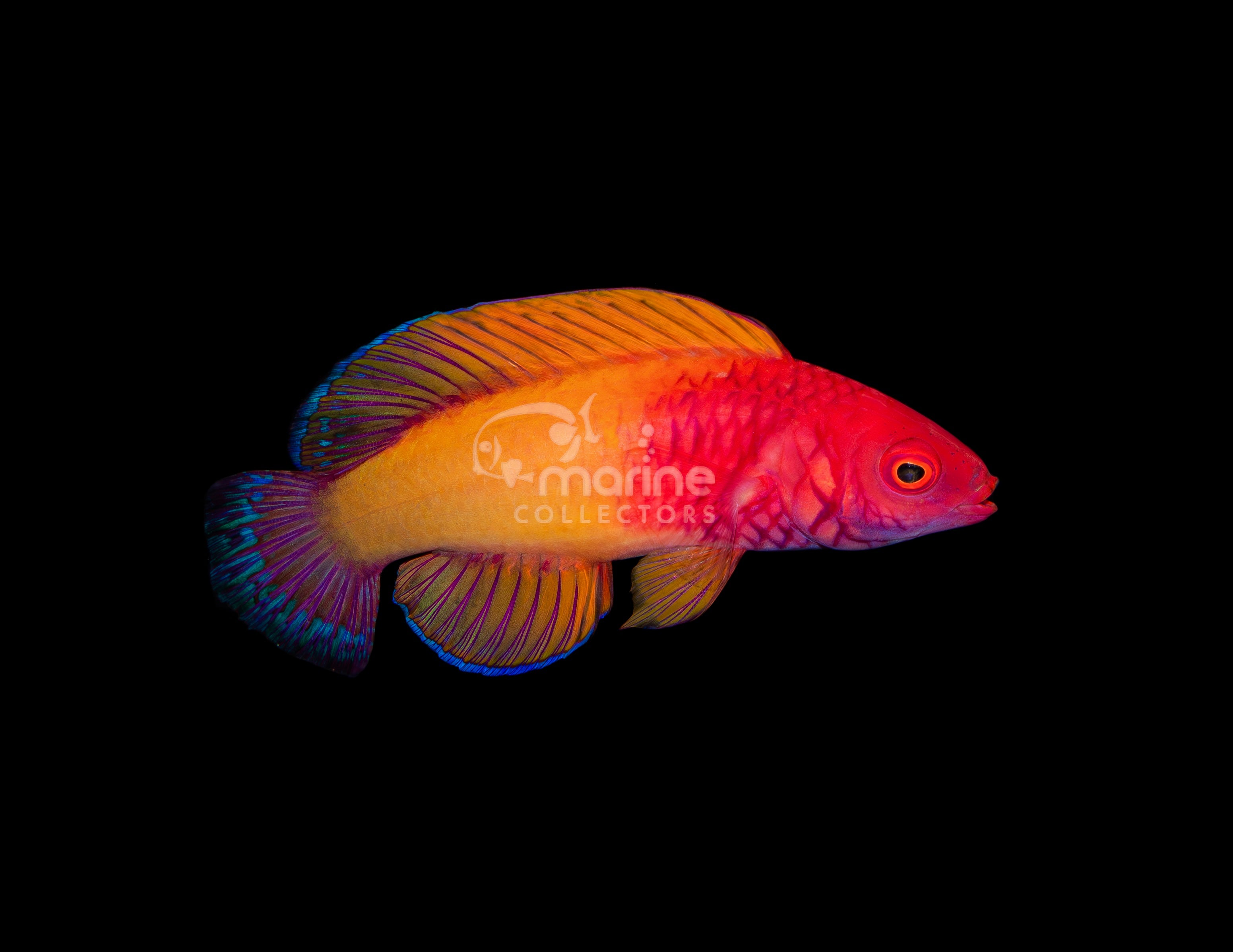 Rosy Scale Wrasse - Saltwater Fish – Marine Collectors
