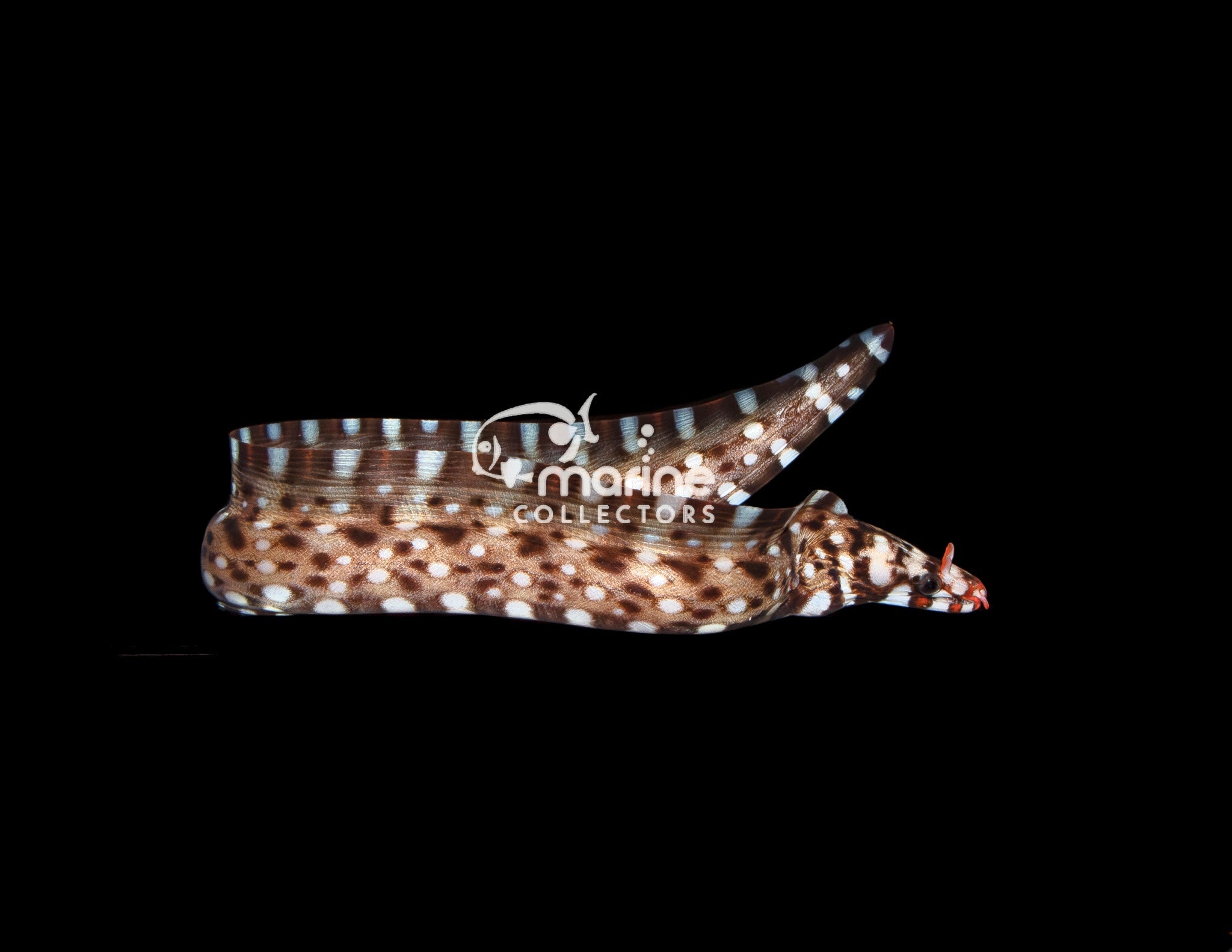 EEL (イール) OFRANCE Dragon Eel #1 – Marine Collectors