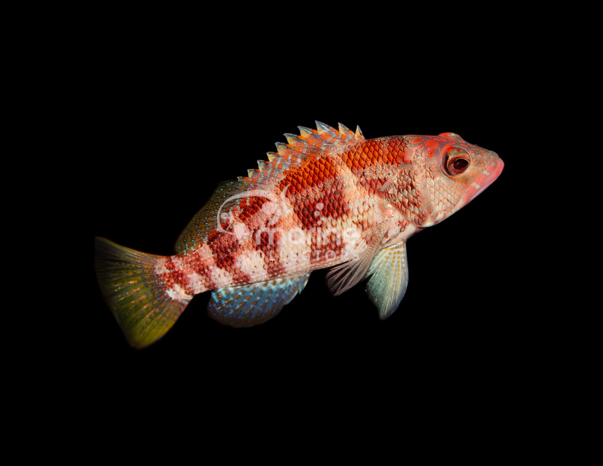 Peppermint Basslet