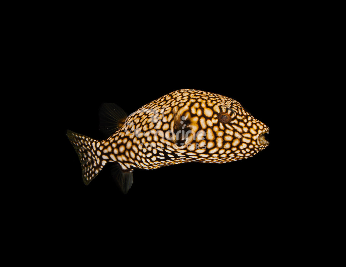 Gold Mappa Puffer
