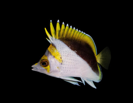 Gold Crown Butterflyfish-Marine Collectors