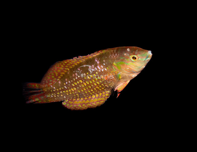 Gold Nugget Wrasse-Marine Collectors
