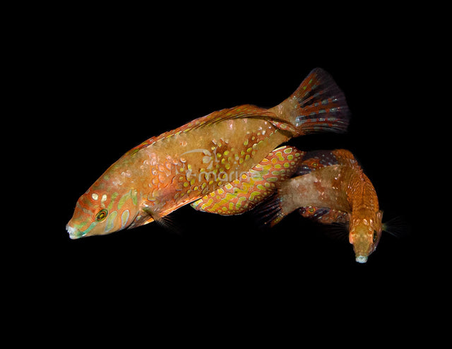 Gold Nugget Wrasse (PAIR)-Marine Collectors