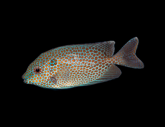 Gold Spotted Rabbitfish-Marine Collectors