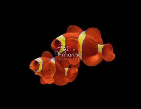 Gold Stripe Maroon Clownfish (WILD)-Marine Collectors