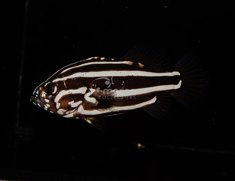Gold-Striped Soapfish-Marine Collectors