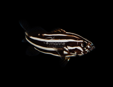 Gold-Striped Soapfish-Marine Collectors