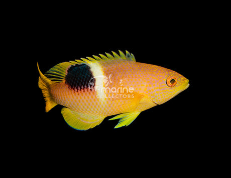 Golden Spot Hogfish-Marine Collectors