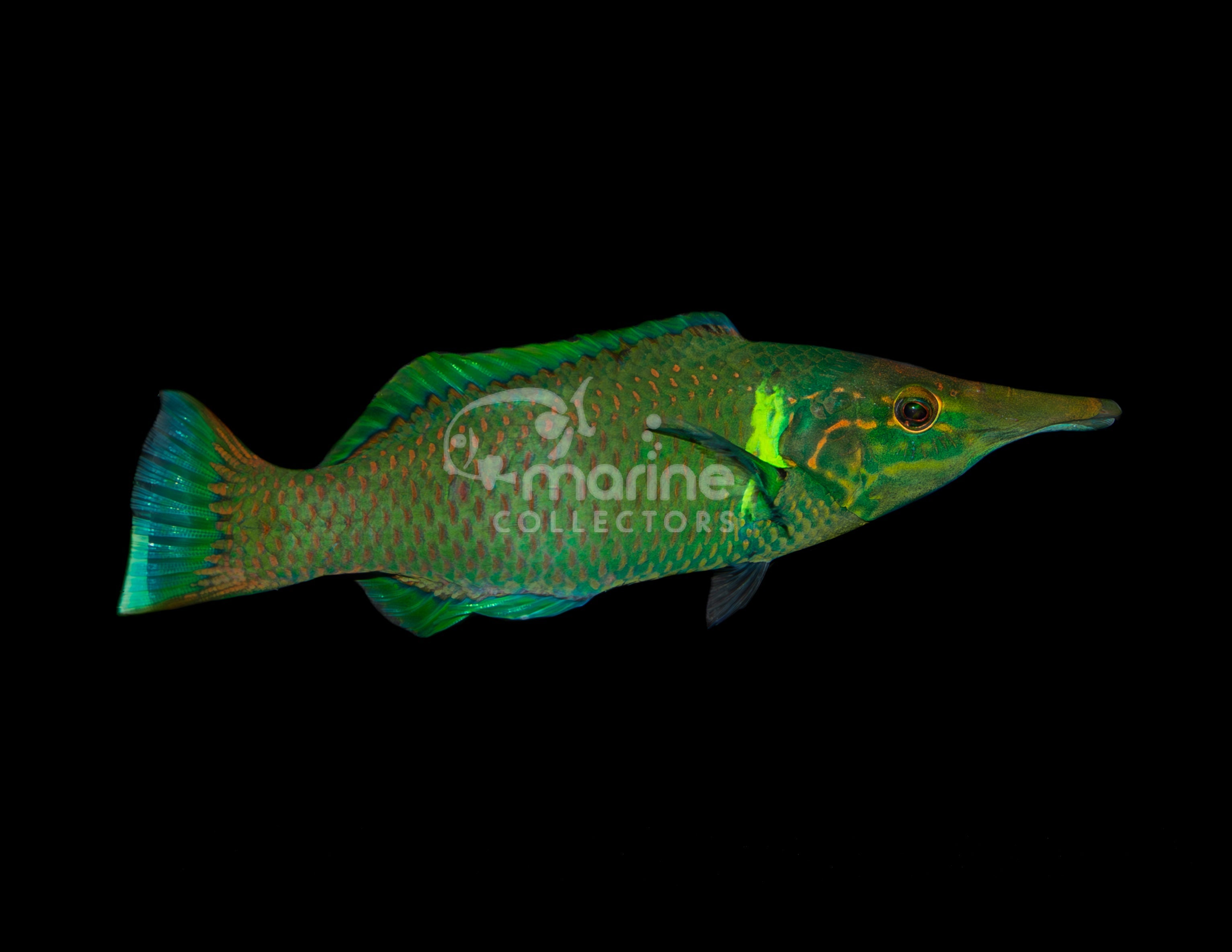 Green Bird Wrasse - Saltwater Fish – Marine Collectors