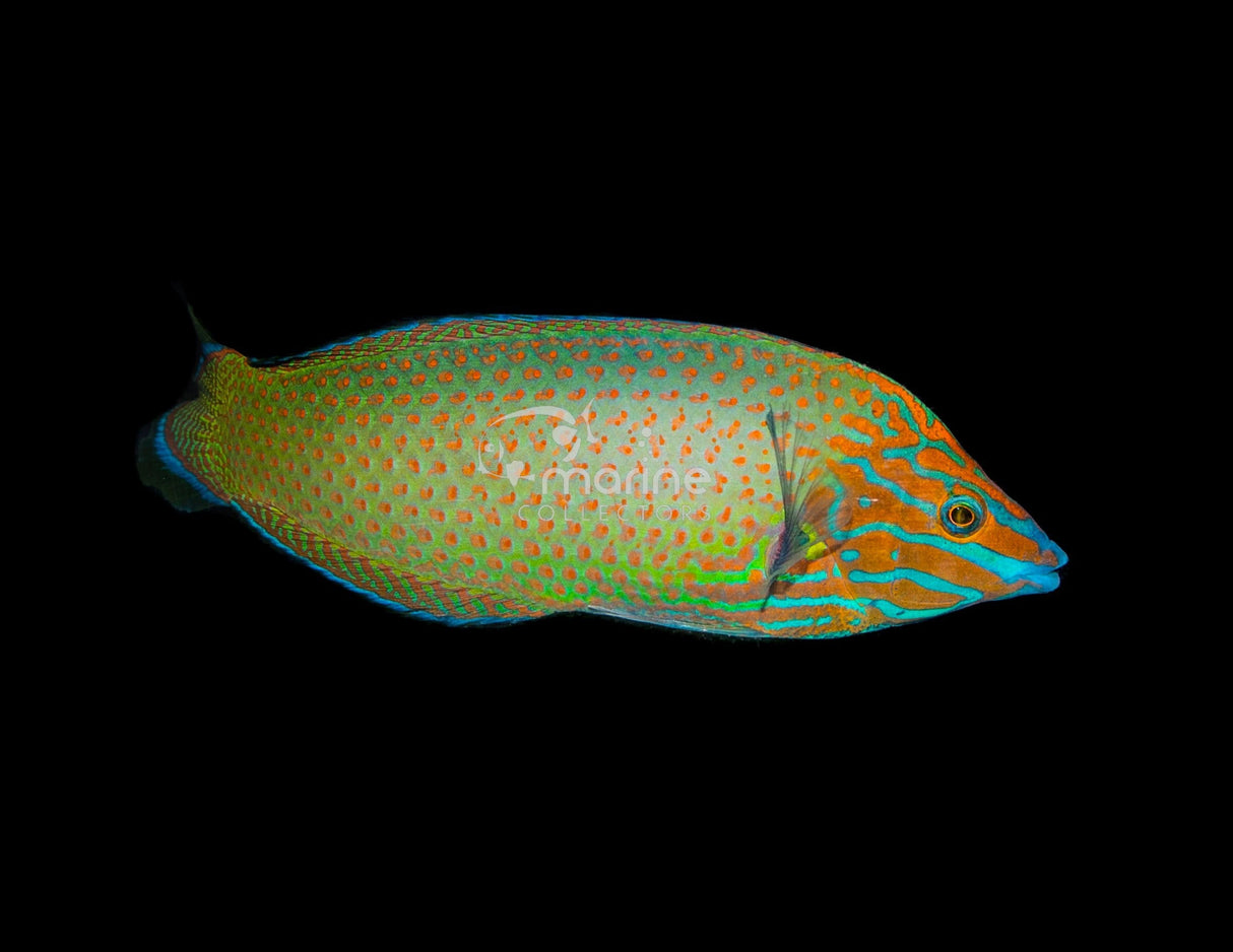 Greyhead Wrasse-Marine Collectors