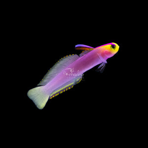 Collectors Chamber – Marine Collectors