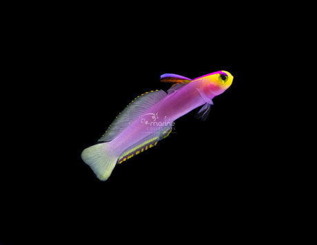 Helfrichi Firefish-Marine Collectors