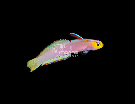 Helfrichi Firefish-Marine Collectors