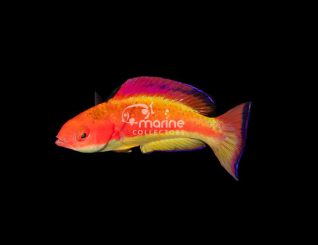 Hooded Flame Wrasse [MALE]-Marine Collectors