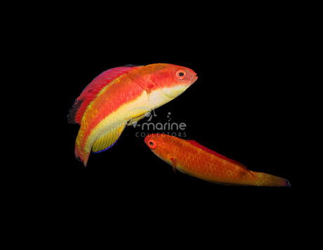 Hooded Flame Wrasse [PAIR]-Marine Collectors