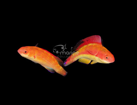 Hooded Flame Wrasse [PAIR]-Marine Collectors