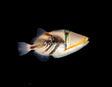 Humu Picasso Triggerfish-Marine Collectors