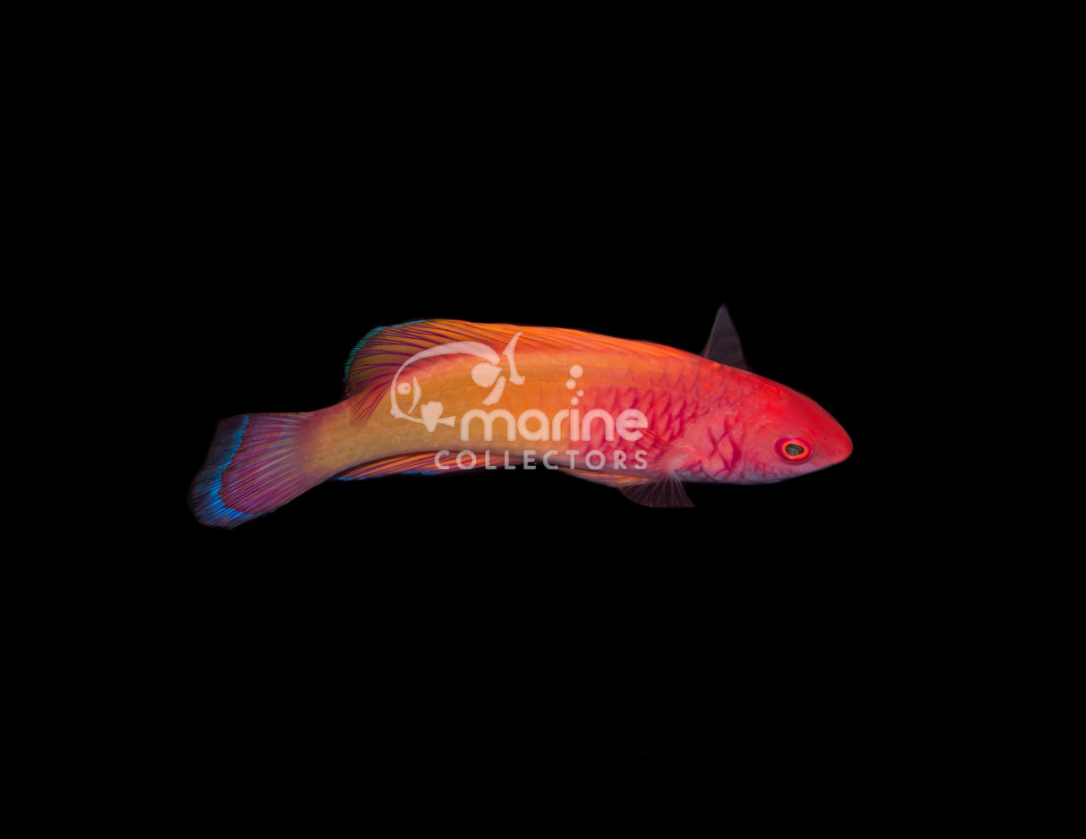 Rosy Scale Wrasse [Supermale]