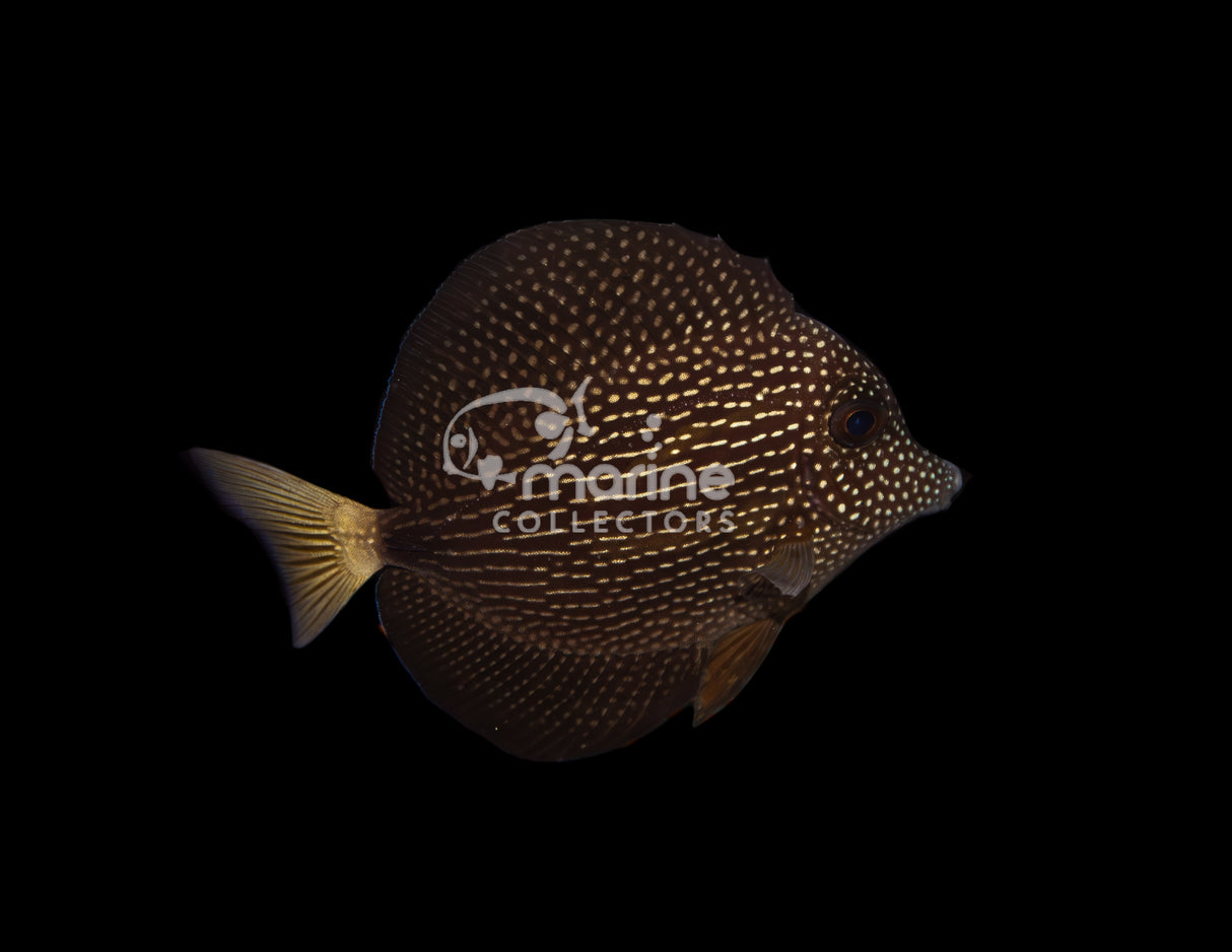 Barcode Gem Tang [B-grade]