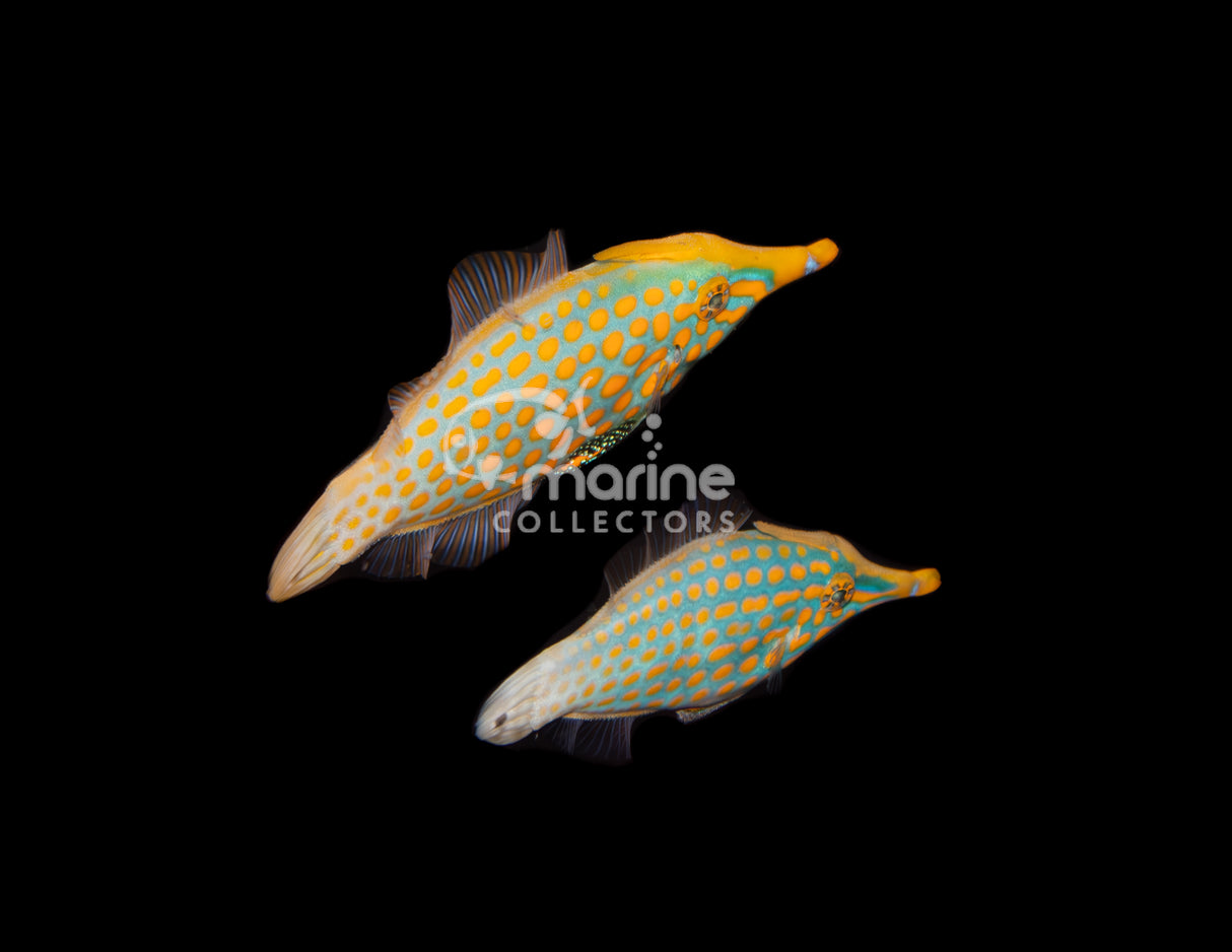 Harlequin Filefish [PAIR] #1