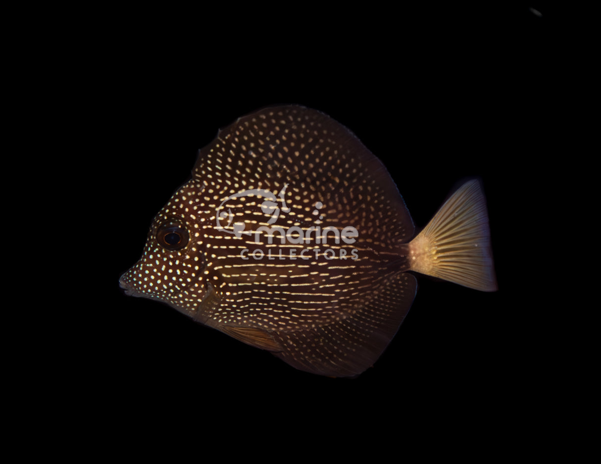 Barcode Gem Tang [B-grade]