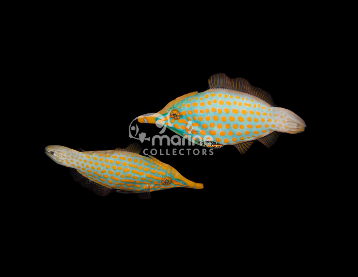 Harlequin Filefish [PAIR] #2