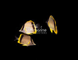 Marcella Butterflyfish [TRIO]