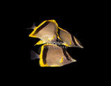 Marcella Butterflyfish [TRIO]