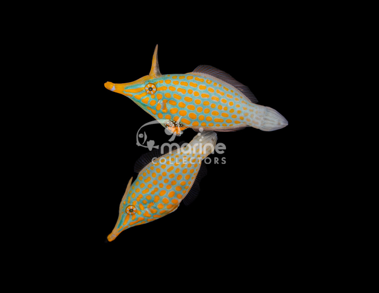 Harlequin Filefish [PAIR] #1