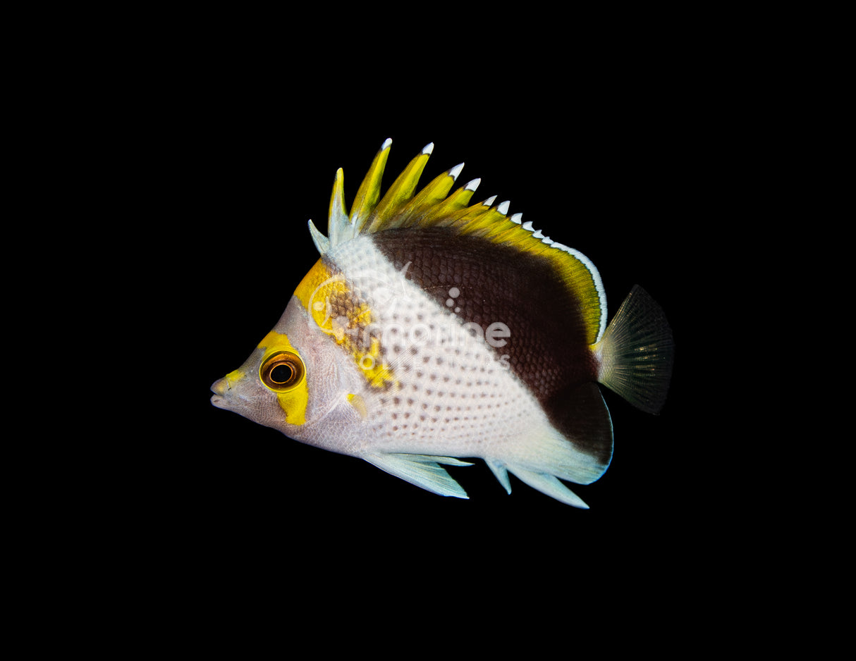 Gold Crown Butterflyfish