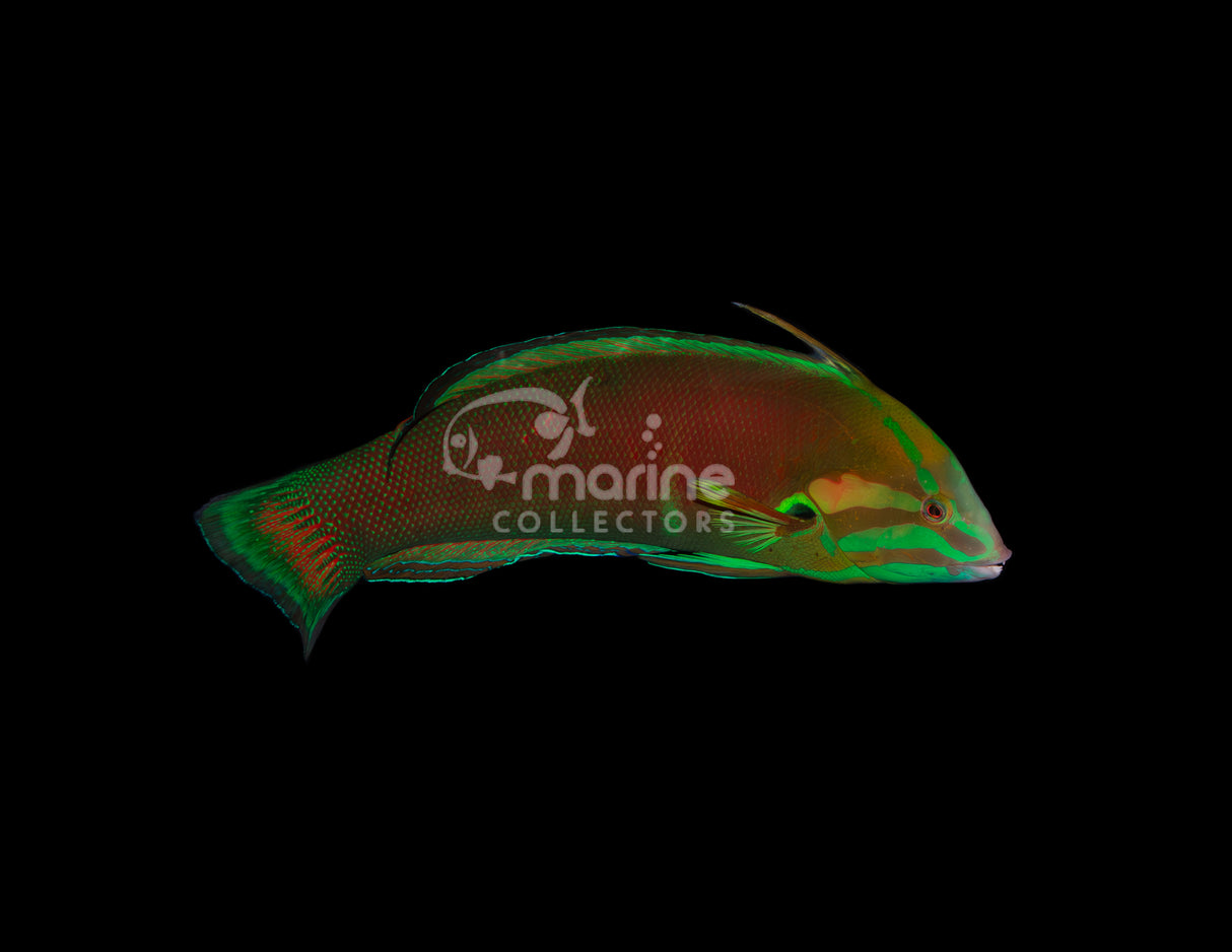 African Coris Wrasse [SUPERMALE]