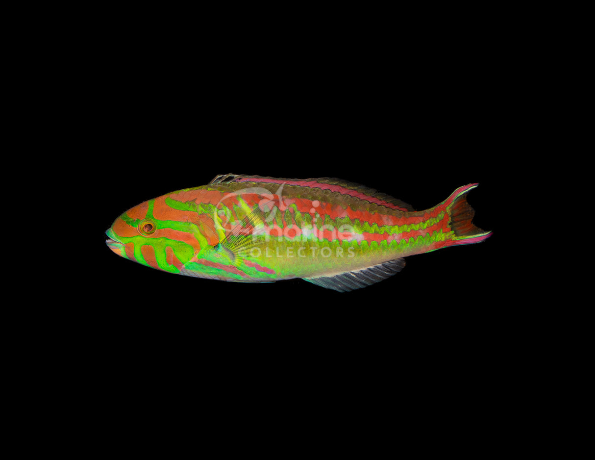 Pink Face Wrasse