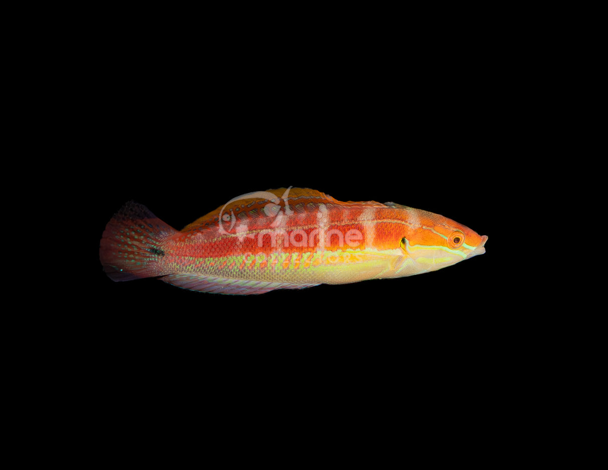 Spottail Coris Wrasse #1