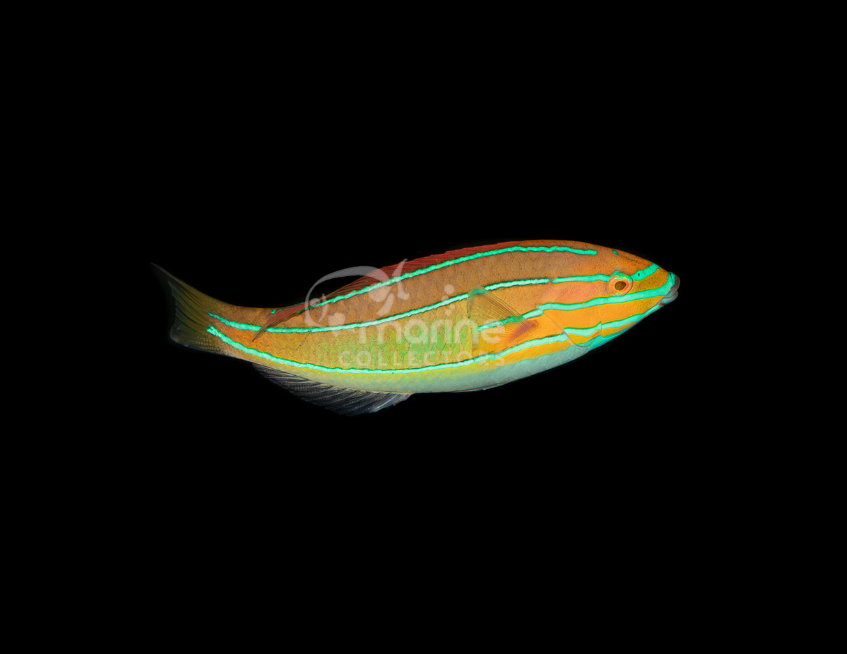 Three Line Belted Wrasse [MALE]