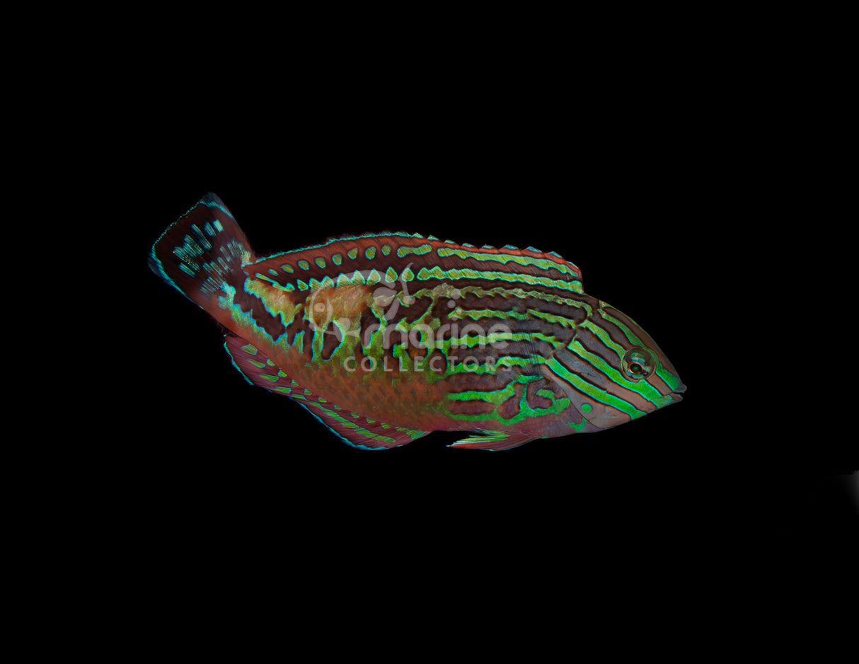 Blue Star Leopard Wrasse [MALE]