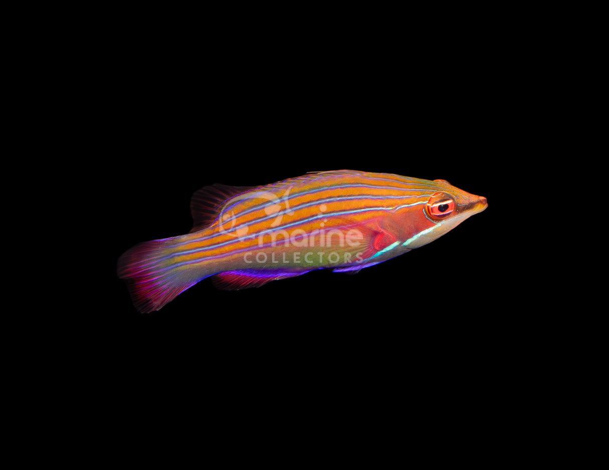 Four Line Wrasse