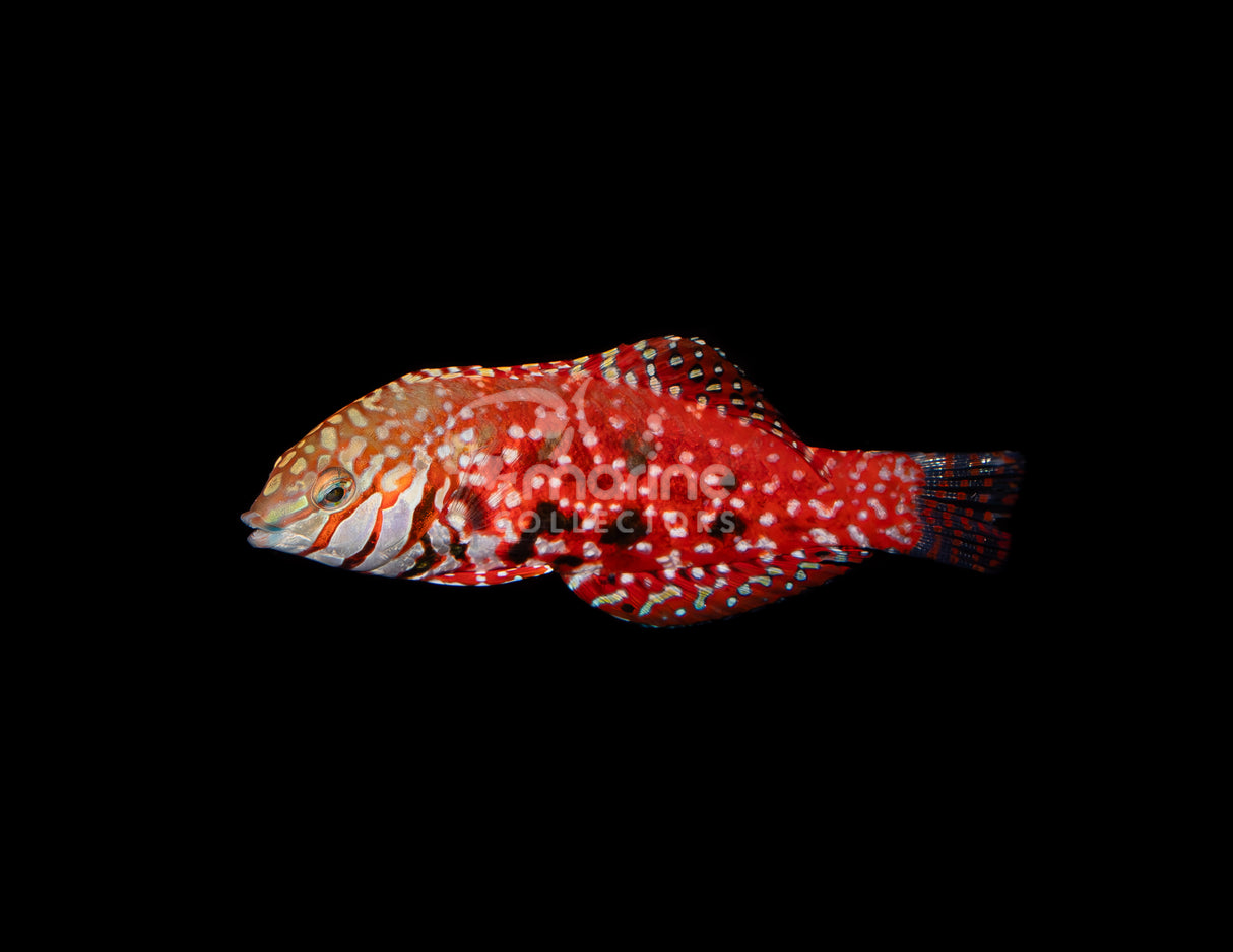 Jewel Leopard Wrasse [MALE]