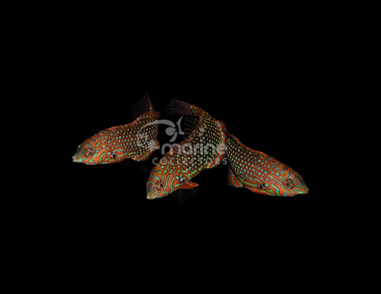 Ornate Leopard Wrasse [TRIO]