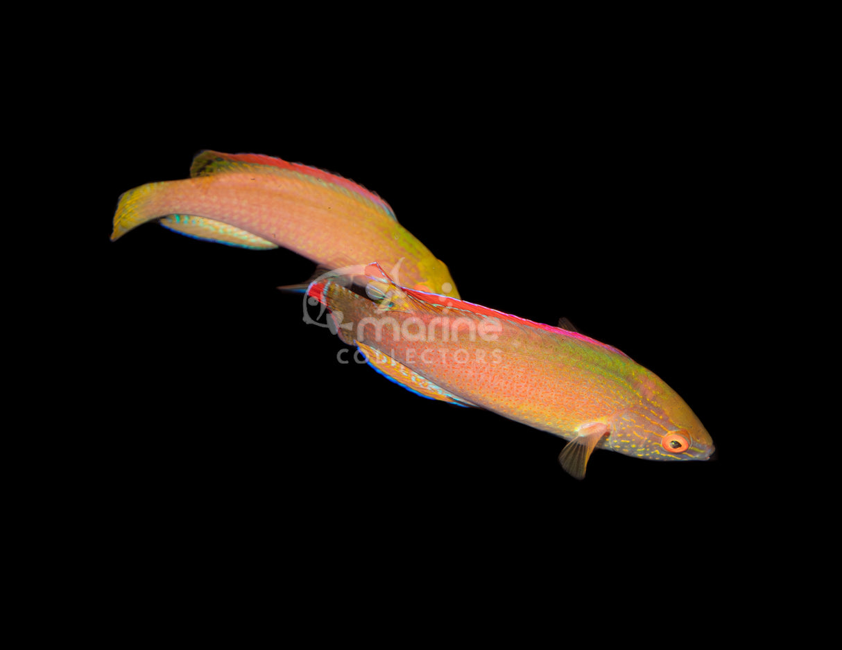 Pink Margin Fairy Wrasse [PAIR] #2