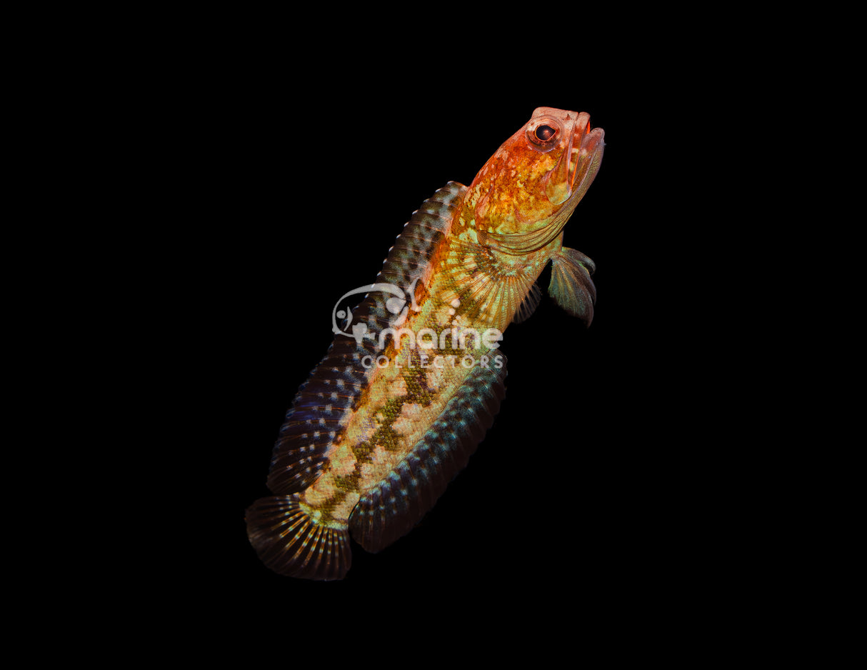 El Diablo Jawfish