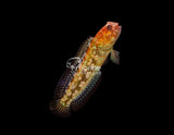 El Diablo Jawfish