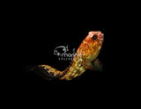 El Diablo Jawfish