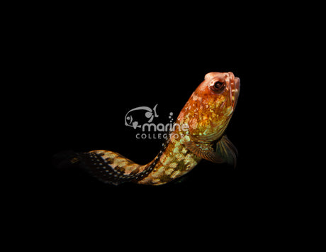 El Diablo Jawfish