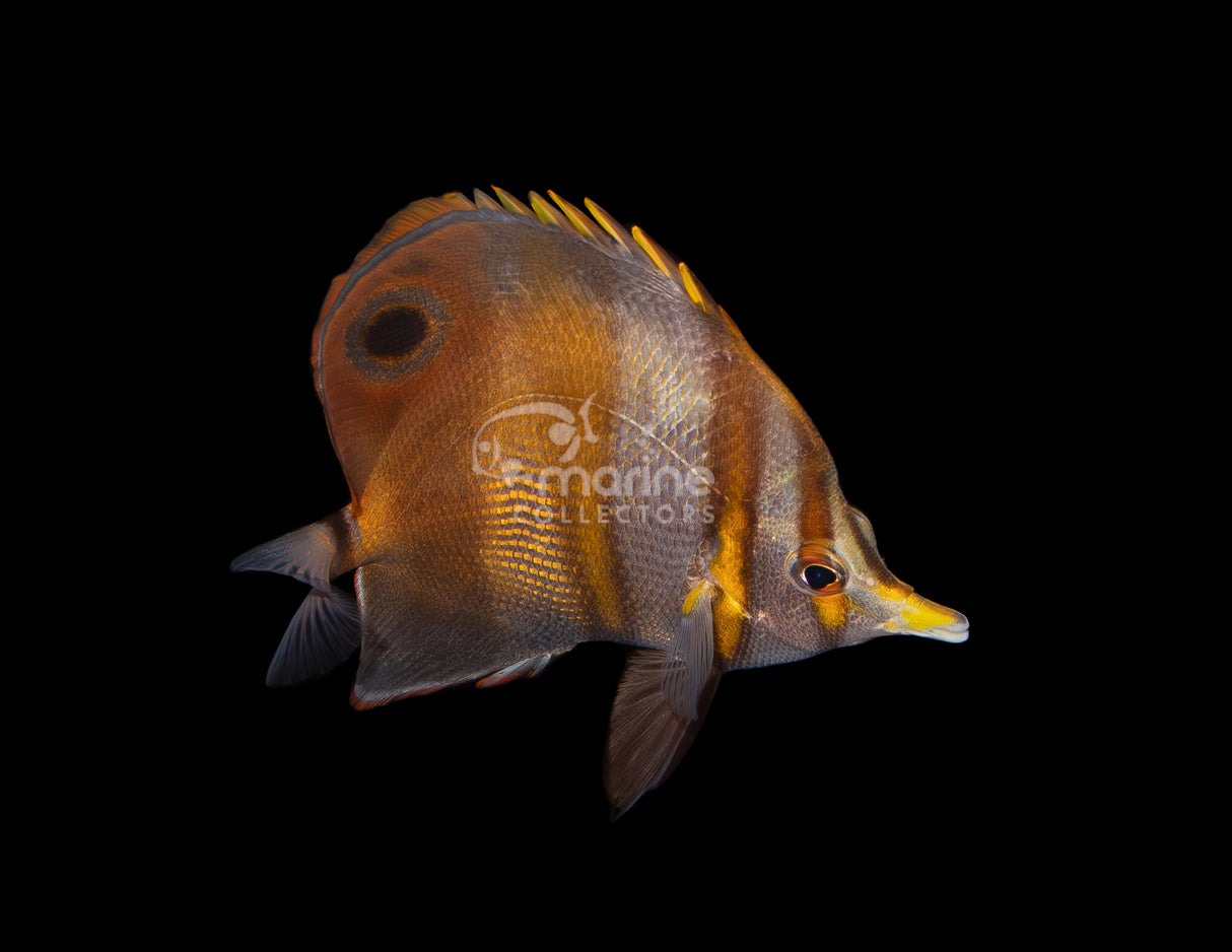 Mulleri Butterflyfish