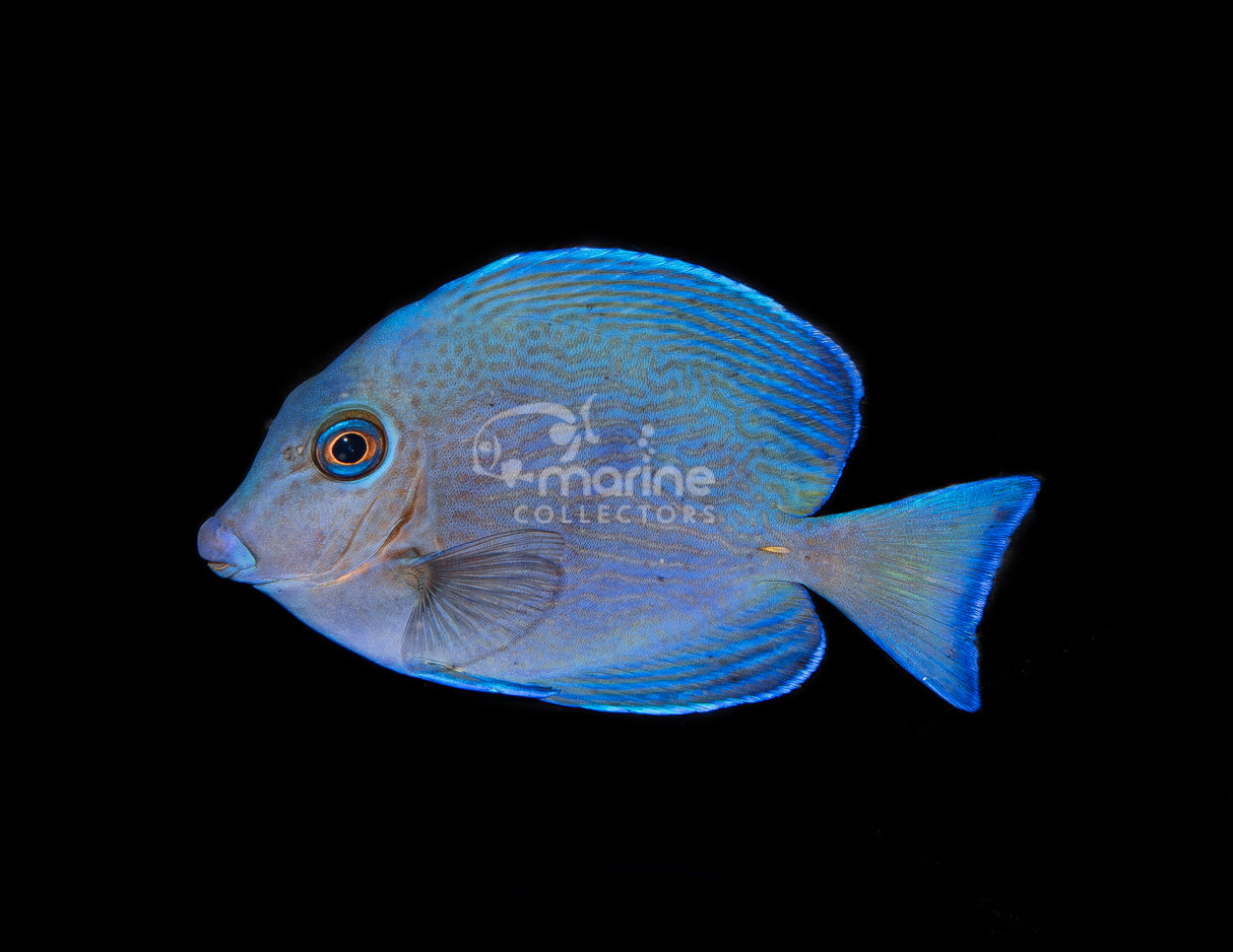 Atlantic Blue Tang
