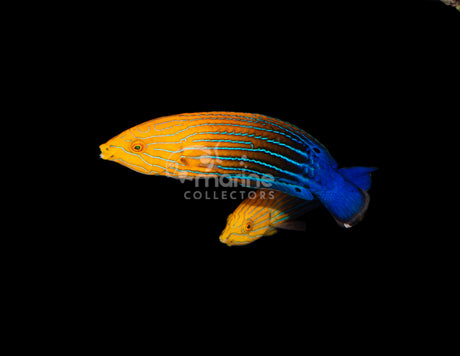 Femininus Wrasse [Adult-TRIO] - Expert Only