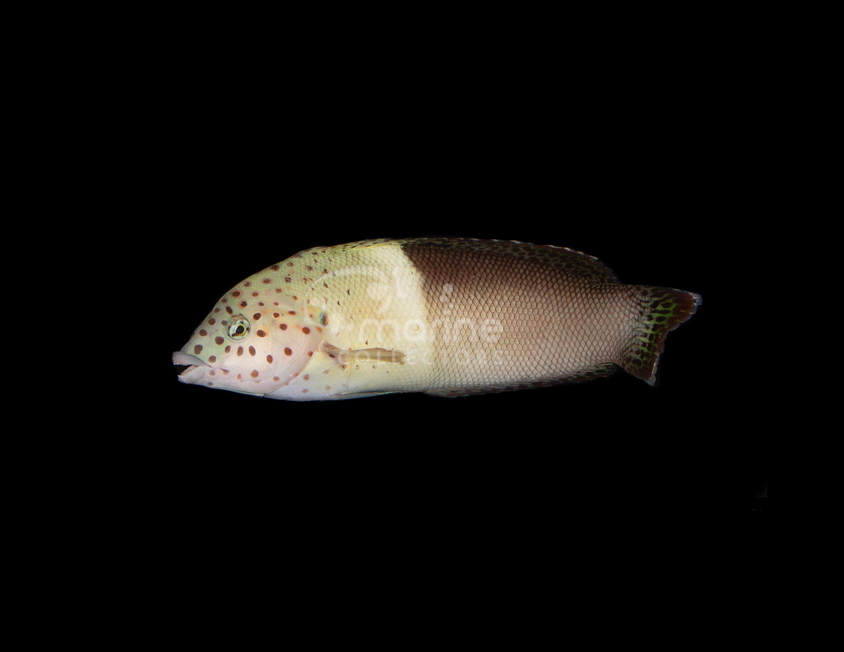 Twin Spot Coris Wrasse [ADULT]